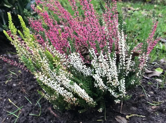 Houseboat Linquenda Woubrugge